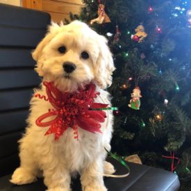 xmas pup1