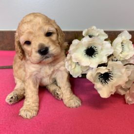 Lamb chop X Julius buff female