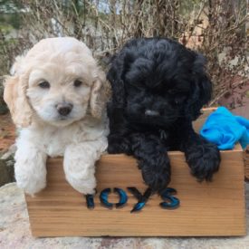 5dbf698eb59de9.67552712