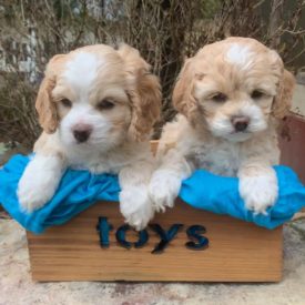 5dbf698ecb3a77.31106075