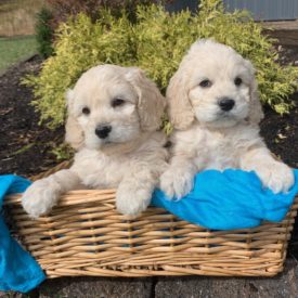 5dbf6afbe6eb61.46260631